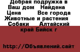 Добрая подружка,в Ваш дом!!!Найдена › Цена ­ 10 - Все города Животные и растения » Собаки   . Алтайский край,Бийск г.